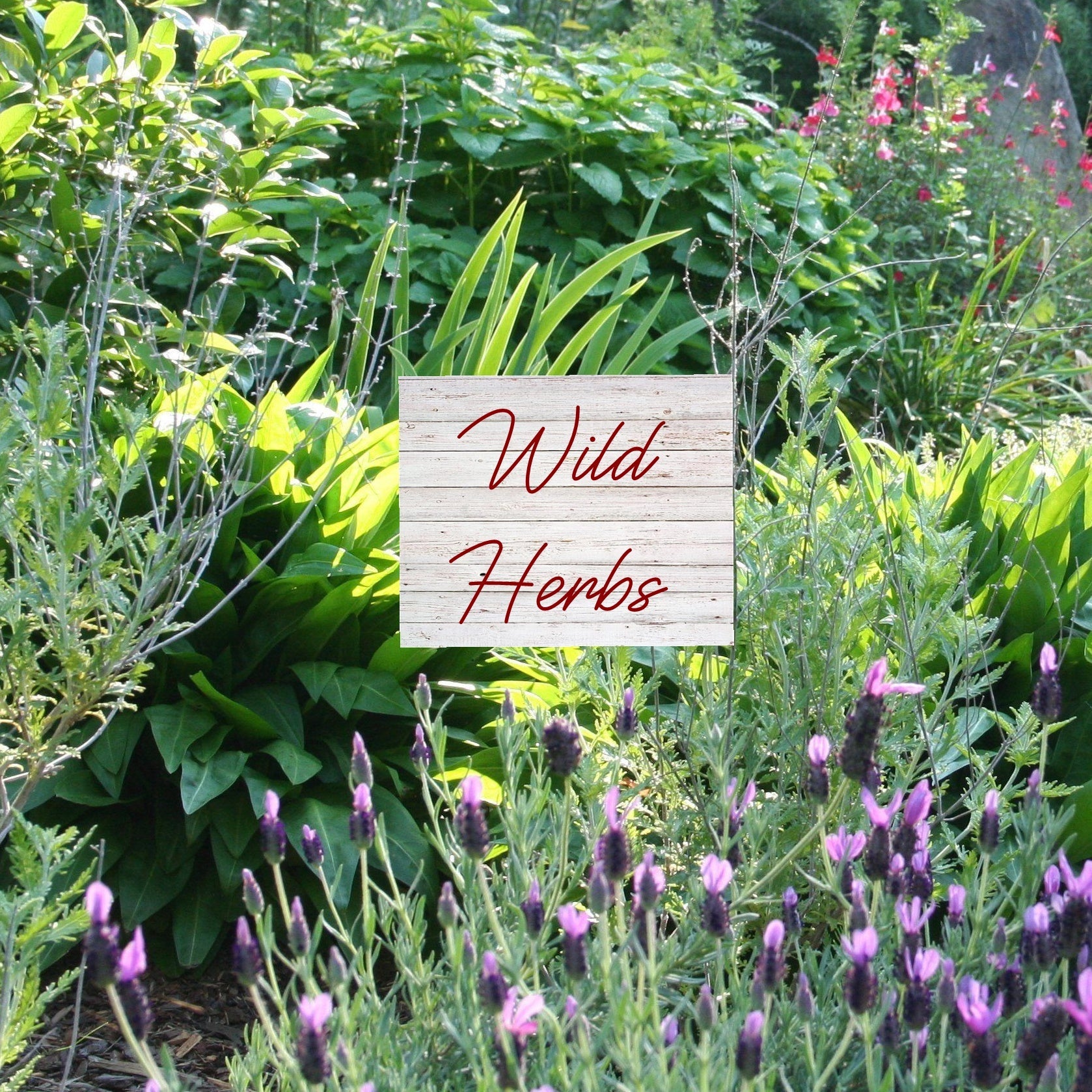 variety-of-wild-herb