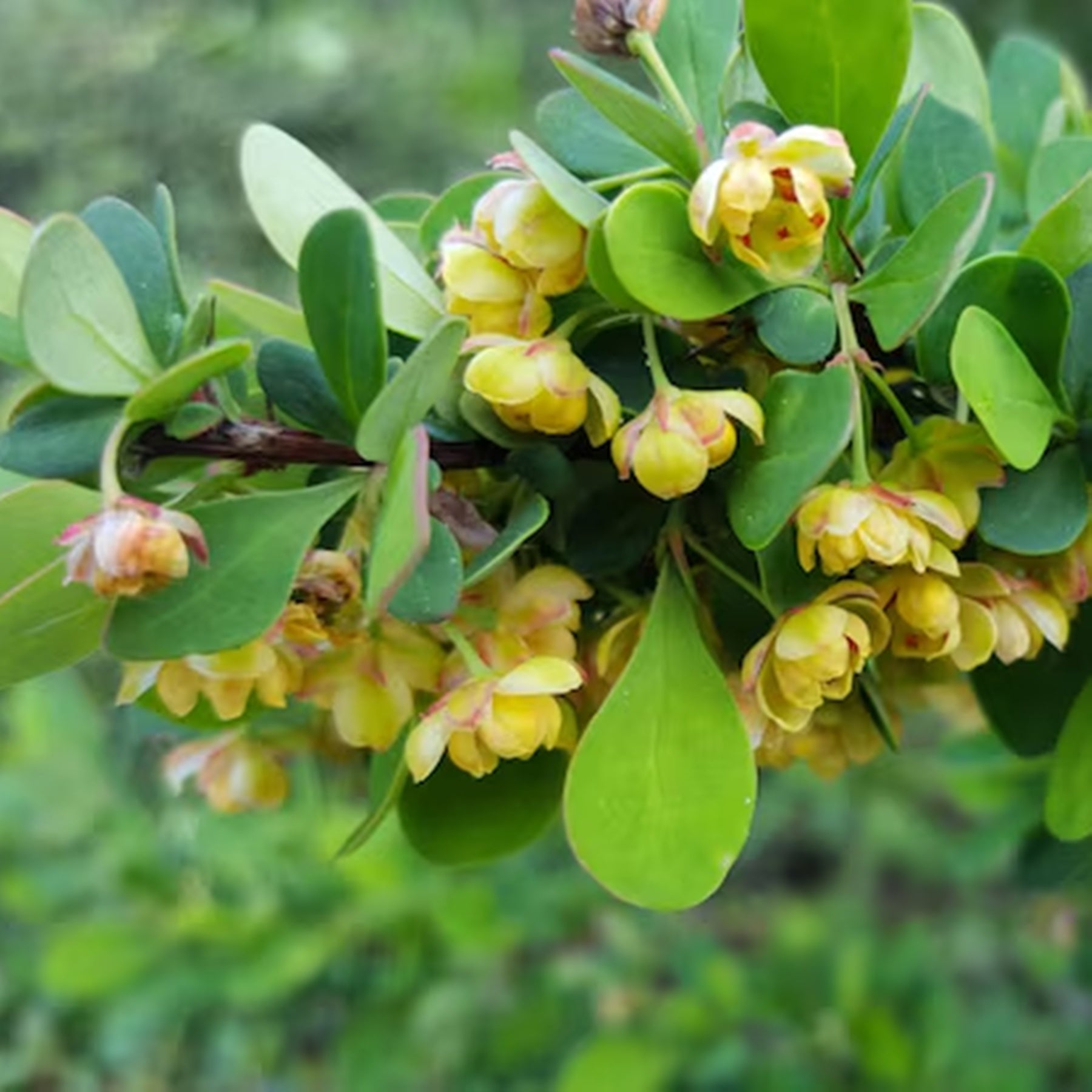 Jojoba Oil, Virgin Golden-Wild Herb Your Healthy Choice for Natural Living