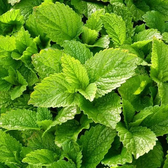 Melissa Pure Essential Oil-Wild Herb Your Healthy Choice for Natural Living
