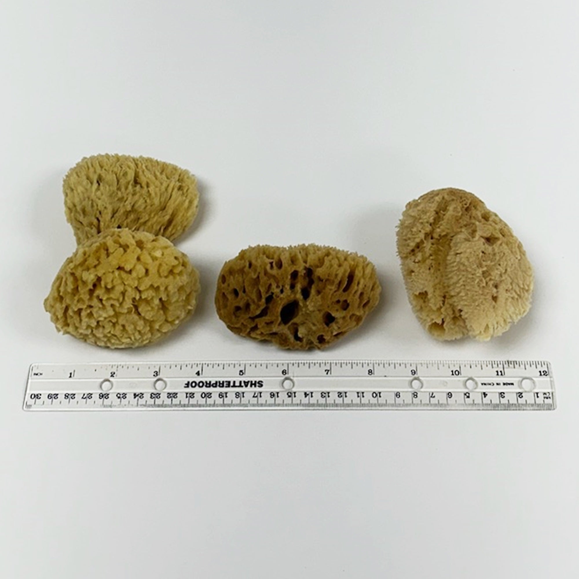 Sea Sponge, South Florida-Wild Herb Your Healthy Choice for Natural Living