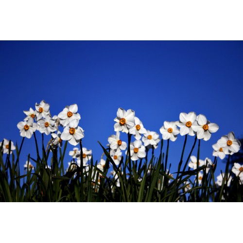 Fragrance Oil, 1 oz. size-Wild Herb Your Healthy Choice for Natural Living