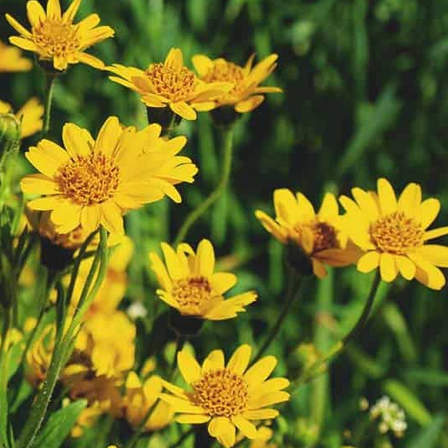 Arnica Oil-Wild Herb Your Healthy Choice for Natural Living