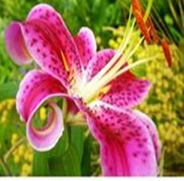 Fragrance Oil, 8 oz. size-Wild Herb Your Healthy Choice for Natural Living