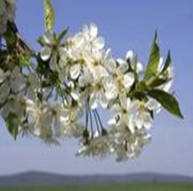 Fragrance Oil, 2 oz. size-Wild Herb Your Healthy Choice for Natural Living