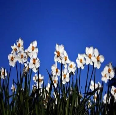 Fragrance Oil, 1 oz. size-Wild Herb Your Healthy Choice for Natural Living