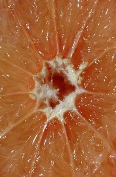 Grapefruit Pure Essential Oil