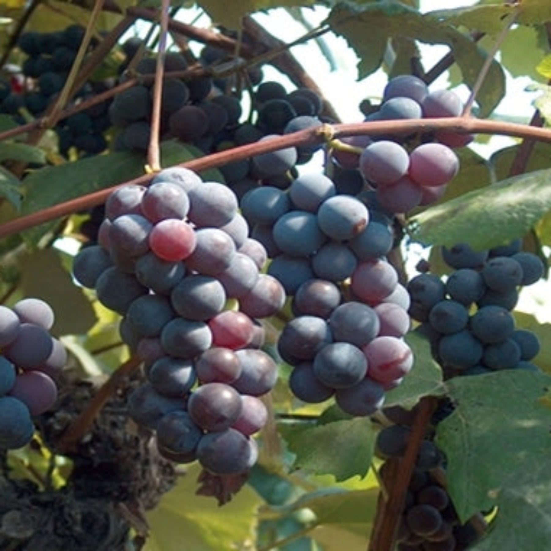Grapeseed Oil-Wild Herb Your Healthy Choice for Natural Living
