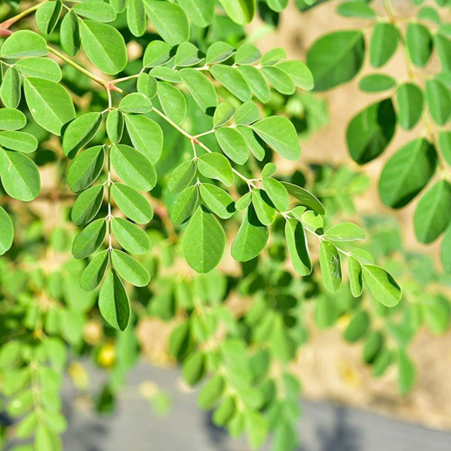 Moringa Oil, Virgin Unrefined-Wild Herb Your Healthy Choice for Natural Living