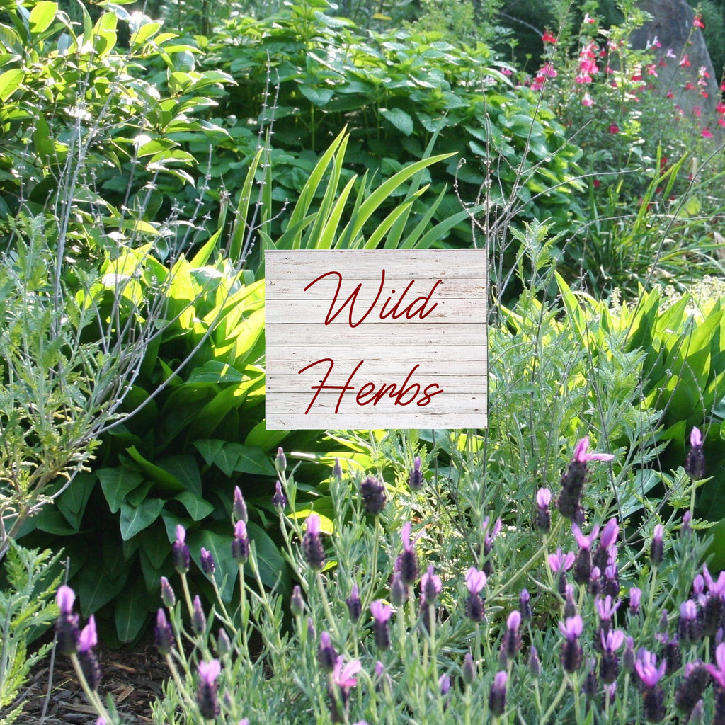 Wild Herb Uses