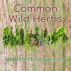 Wild Herb Explained
