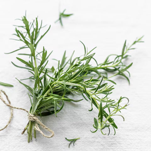 Wild Herb – Our Favorite Herbal Essential Oil is Rosemary