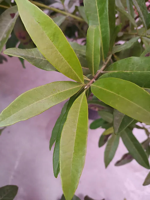 wild cinnamon plant Cinnamon Leaf Essential Oil – Organic & Spicy Rich
