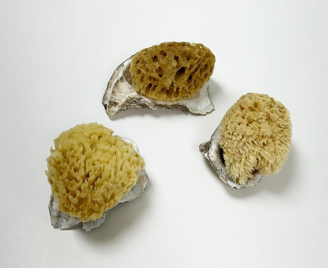 Sea Sponge, South Florida-Wild Herb Your Healthy Choice for Natural Living