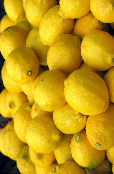 Lemon Pure Essential Oil-Wild Herb Your Healthy Choice for Natural Living