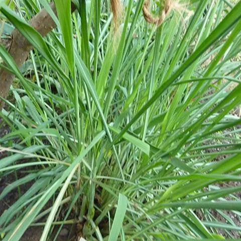 Palmarosa Pure Essential Oil-Wild Herb Your Healthy Choice for Natural Living