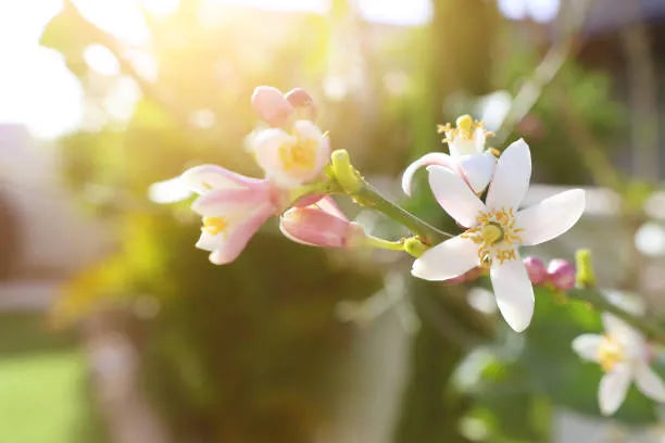 Neroli Pure Essential Oil-Wild Herb Your Healthy Choice for Natural Living