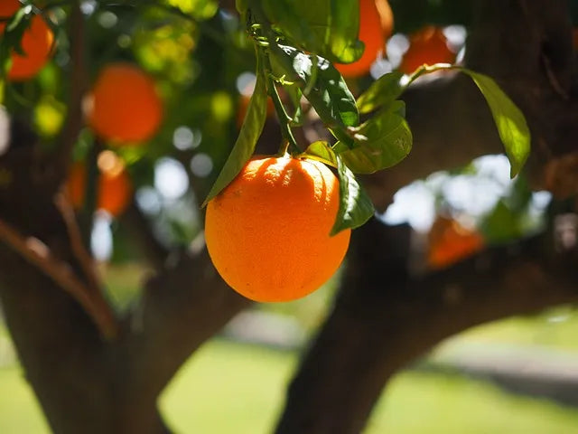 Orange, Sweet Pure Essential Oil-Wild Herb Your Healthy Choice for Natural Living