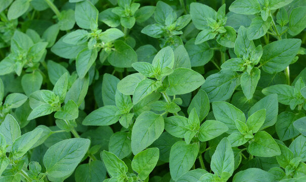 Oregano Pure Essential Oil-Wild Herb Your Healthy Choice for Natural Living