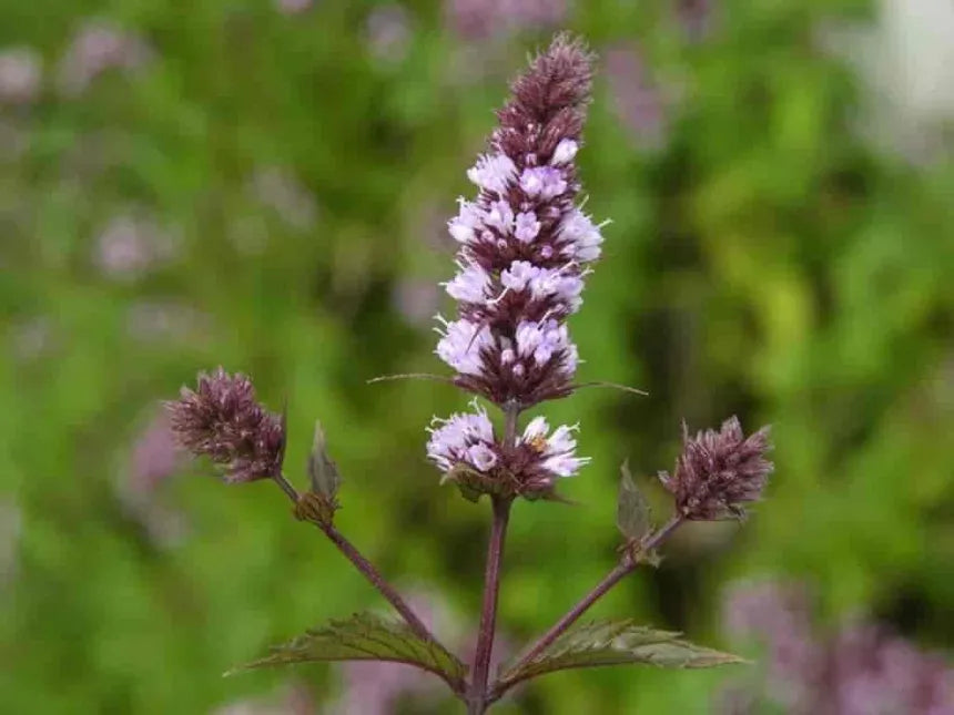 Peppermint Pure Essential Oil-Wild Herb Your Healthy Choice for Natural Living