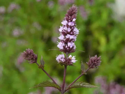 Peppermint Pure Essential Oil-Wild Herb Your Healthy Choice for Natural Living