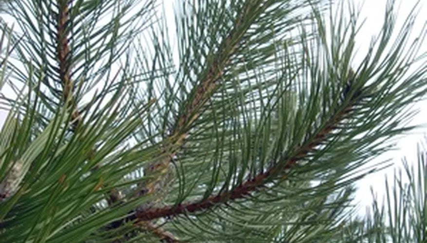 Pine, Black Pure Essential Oil-Wild Herb Your Healthy Choice for Natural Living