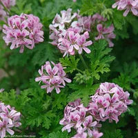 Rose Geranium Pure Essential Oil-Wild Herb Your Healthy Choice for Natural Living