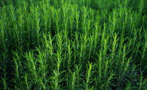 Rosemary Pure Essential Oil-Wild Herb Your Healthy Choice for Natural Living