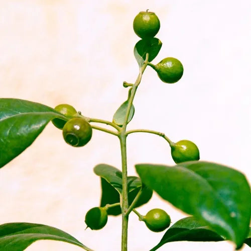 Rosewood Pure Essential Oil-Wild Herb Your Healthy Choice for Natural Living