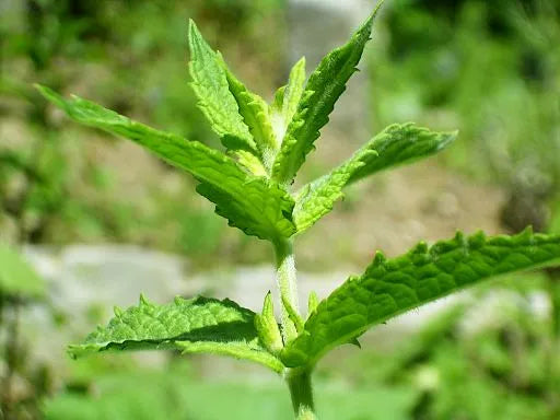 Spearmint Pure Essential Oil-Wild Herb Your Healthy Choice for Natural Living