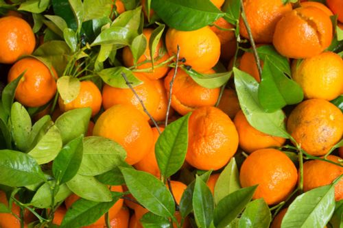 Tangerine Pure Essential Oil-Wild Herb Your Healthy Choice for Natural Living