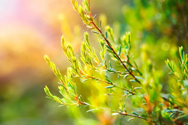 Tea Tree Pure Essential Oil-Wild Herb Your Healthy Choice for Natural Living