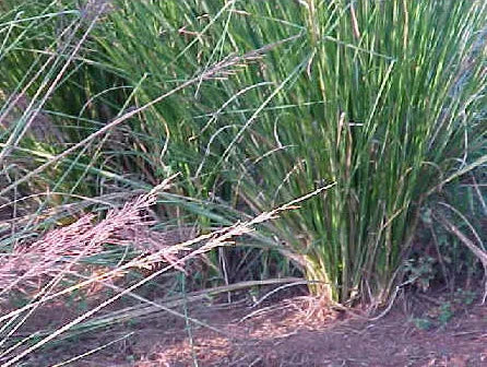 Vetiver Pure Essential Oil-Wild Herb Your Healthy Choice for Natural Living