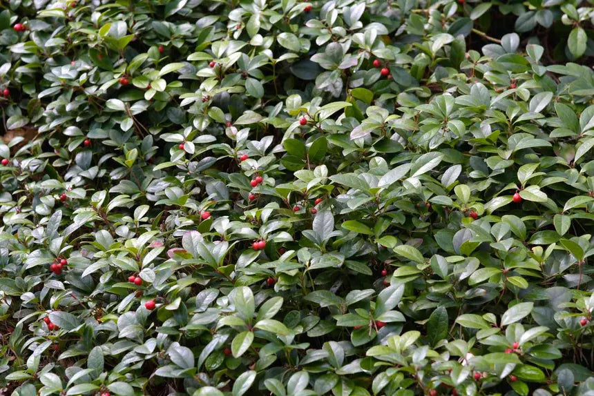 Wintergreen Pure Essential Oil-Wild Herb Your Healthy Choice for Natural Living