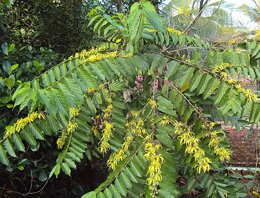 Ylang Ylang (Extra) Pure Essential Oil-Wild Herb Your Healthy Choice for Natural Living