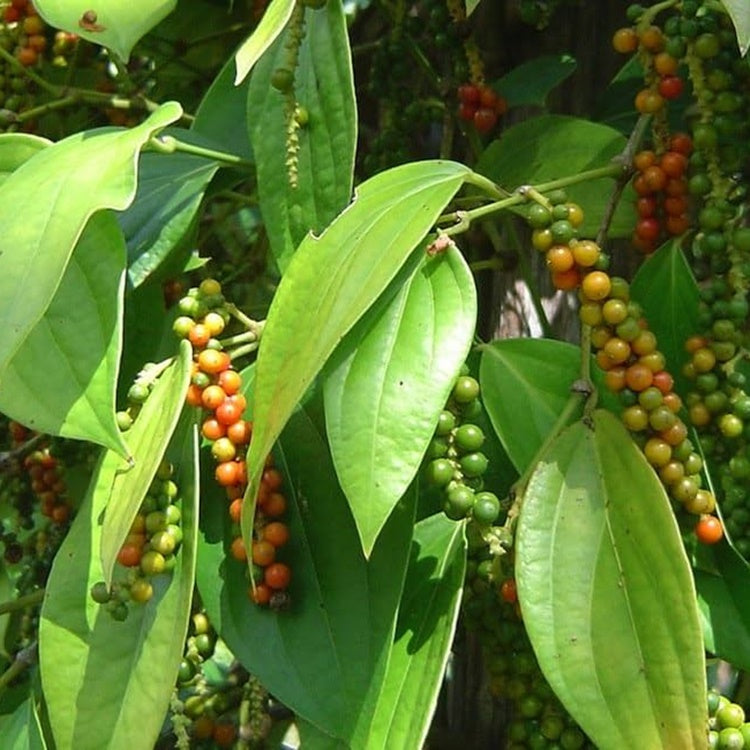 Black Pepper Pure Essential Oil-Wild Herb Your Healthy Choice for Natural Living