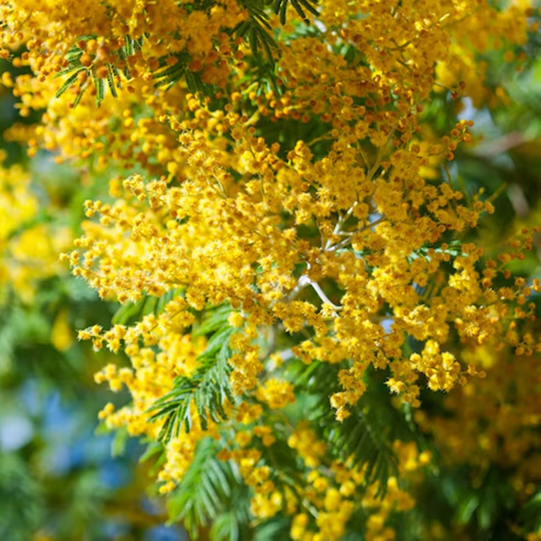 Cassia Pure Essential Oil