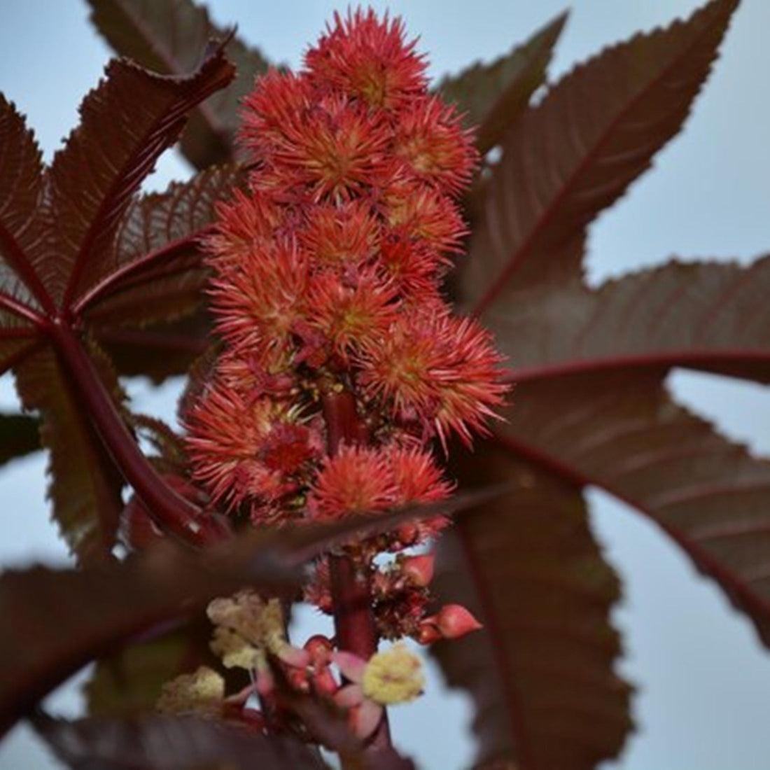 Castor Oil, Virgin-Wild Herb Your Healthy Choice for Natural Living