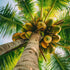 Coconut Oil, Fractionated (MCT)-Wild Herb Your Healthy Choice for Natural Living
