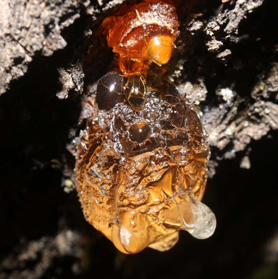 Frankincense Pure Essential Oil-Wild Herb Your Healthy Choice for Natural Living
