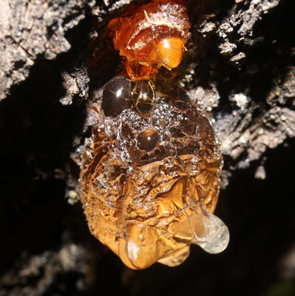 Frankincense Pure Essential Oil-Wild Herb Your Healthy Choice for Natural Living