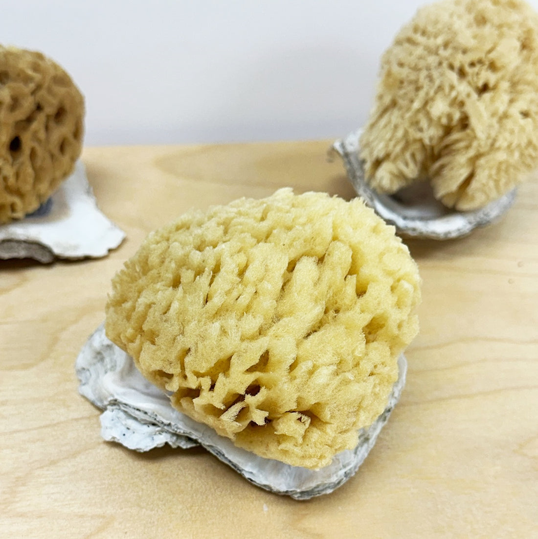 Sea Sponge, South Florida-Wild Herb Your Healthy Choice for Natural Living
