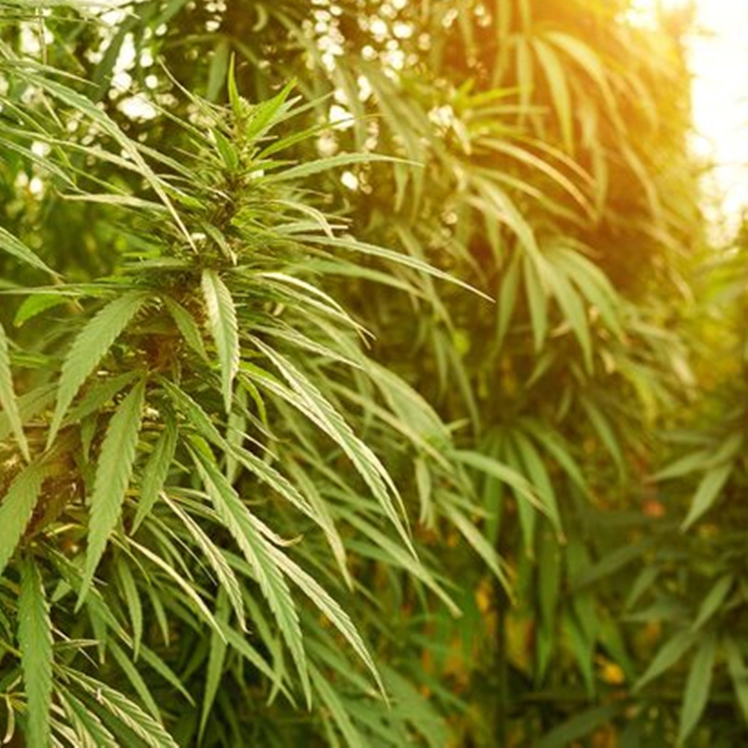Hemp Seed Oil, Unrefined Virgin-Wild Herb Your Healthy Choice for Natural Living