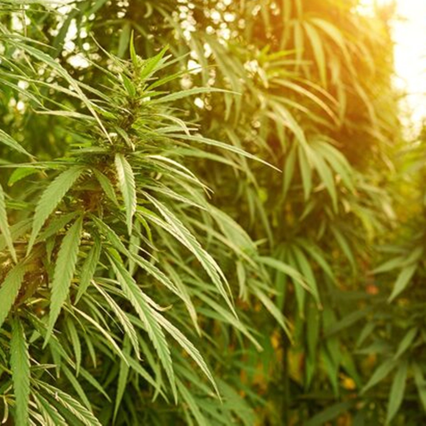 Hemp Seed Oil, Unrefined Virgin-Wild Herb Your Healthy Choice for Natural Living