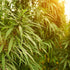 Hemp Seed Oil, Unrefined Virgin-Wild Herb Your Healthy Choice for Natural Living