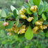 Jojoba Oil, Virgin Golden-Wild Herb Your Healthy Choice for Natural Living
