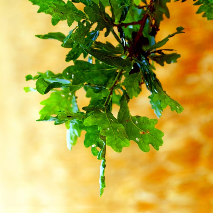 Neem Oil, Virgin-Wild Herb Your Healthy Choice for Natural Living