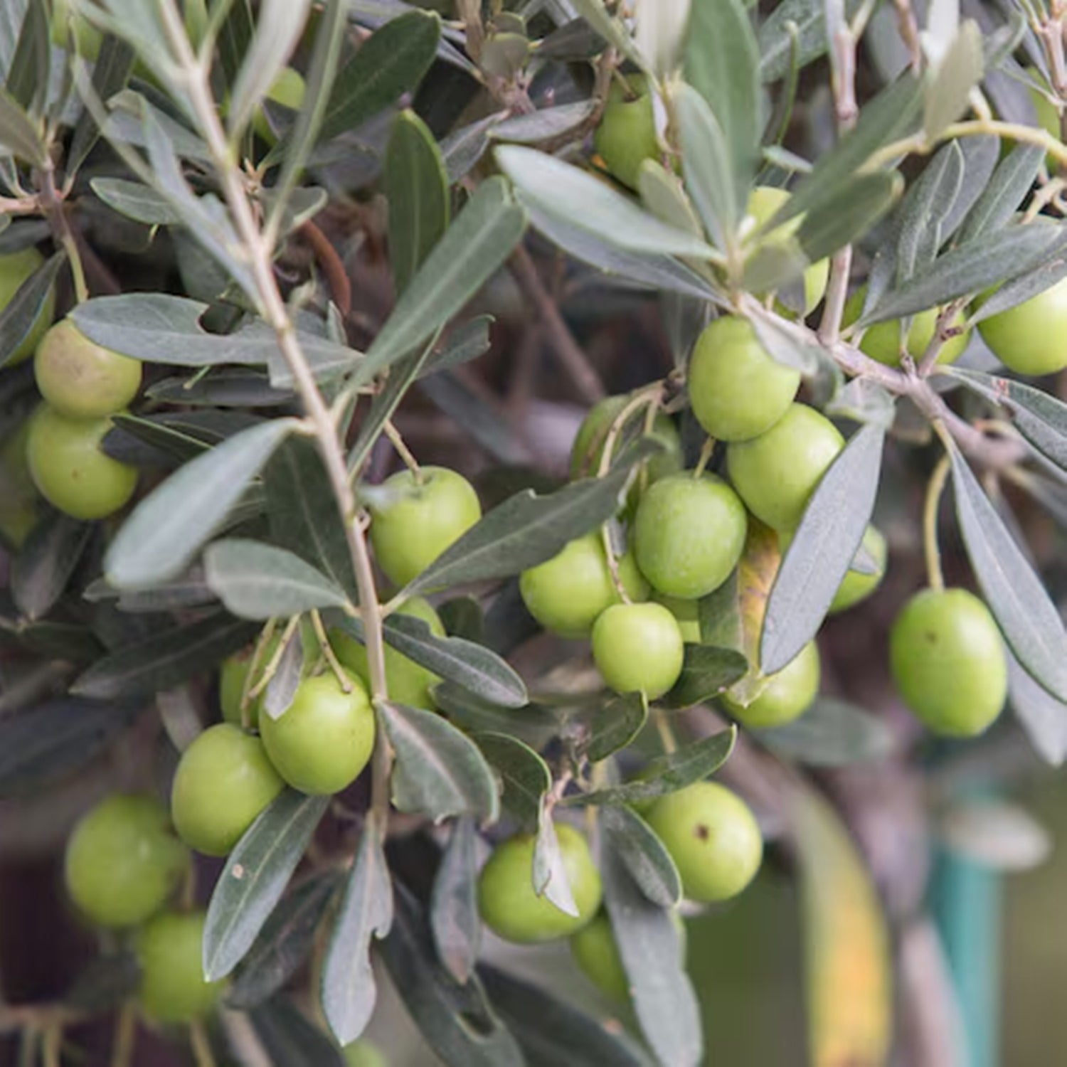Olive Oil, Extra Virgin-Wild Herb Your Healthy Choice for Natural Living