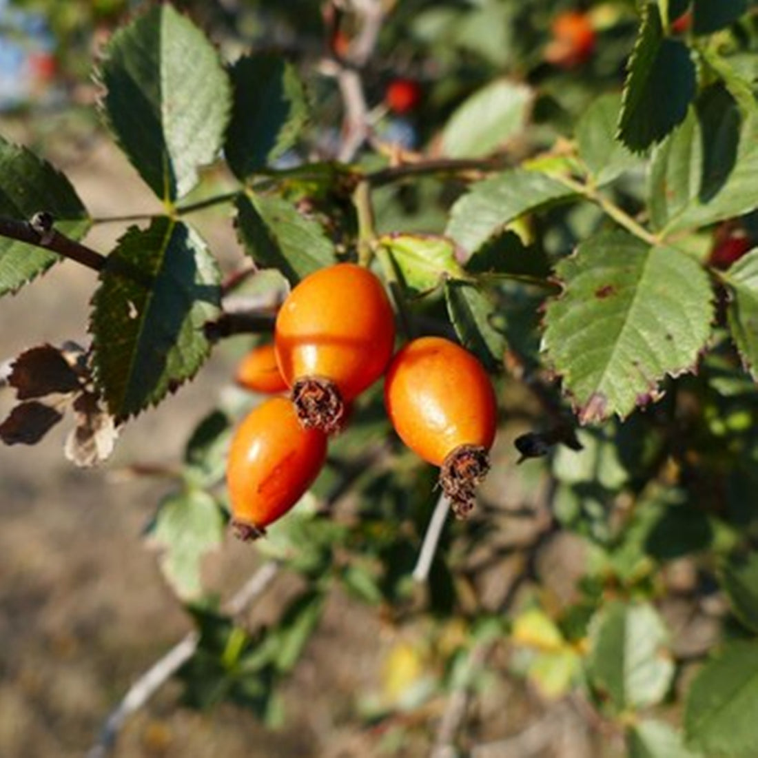 Rose Hip Seed Oil-Wild Herb Your Healthy Choice for Natural Living