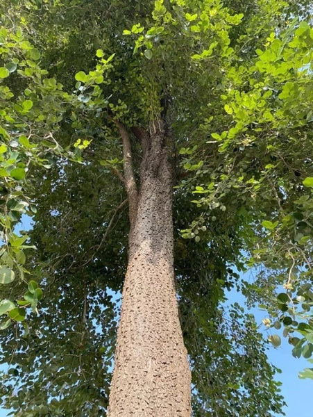 sandalwood tree