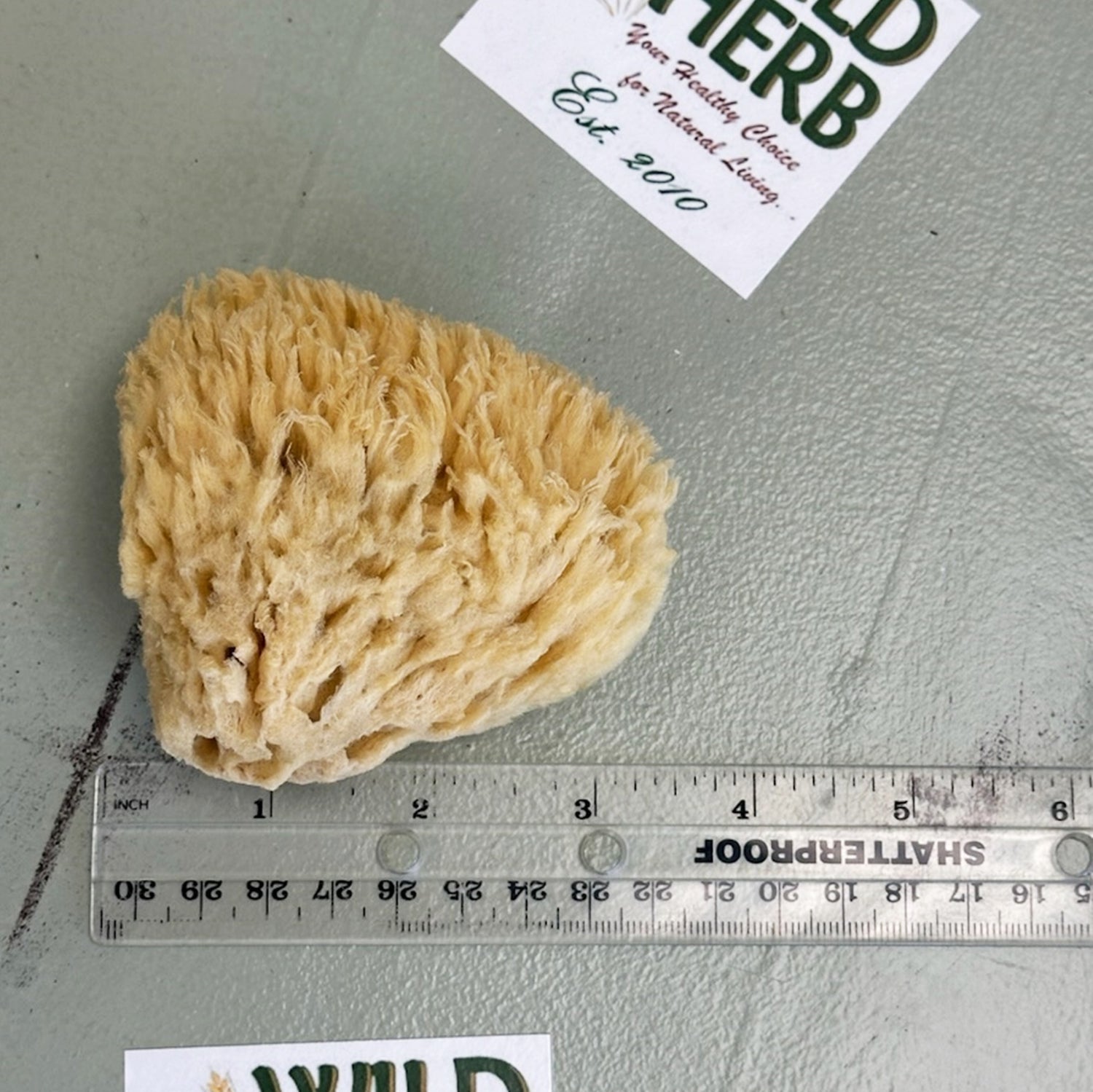 Sea Sponge, South Florida-Wild Herb Your Healthy Choice for Natural Living